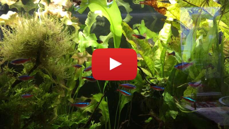 Video kgi8uonSWYE abspielen