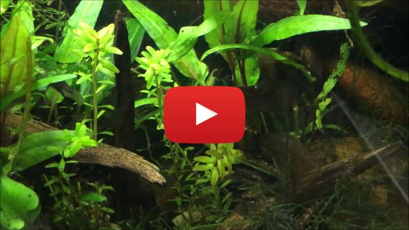 Video kjKrtU_KbZY abspielen