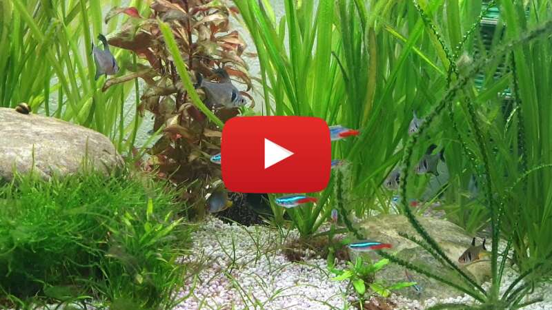 Video kkVQEHefBA0 abspielen