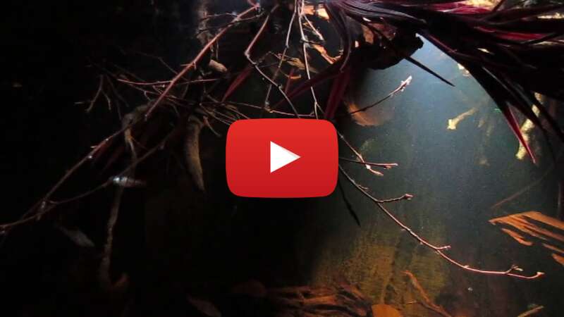 Video klKUM-8MT08 abspielen