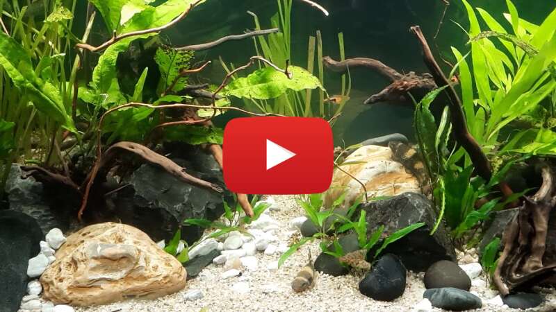 Video klM01NL09js abspielen