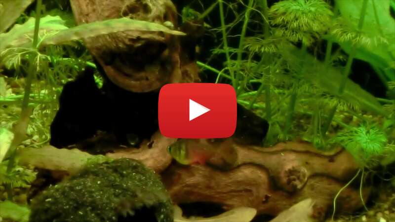 Video klV3i6_lt3g abspielen