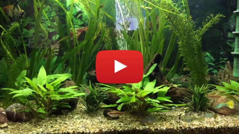 Video kvrXLZ7RLv0 abspielen