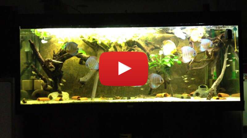 Video kxgGjbBLVFY abspielen