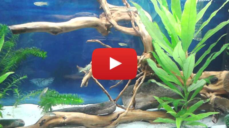 Video l-RpXQmelZk abspielen