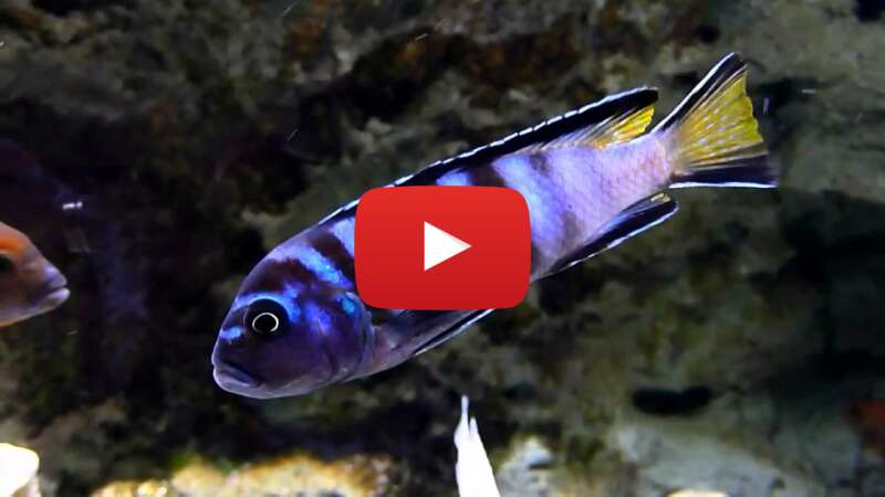 Video l348WSQpVFc abspielen