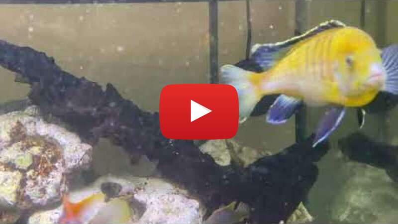 Video l4MbRdFLDjo abspielen