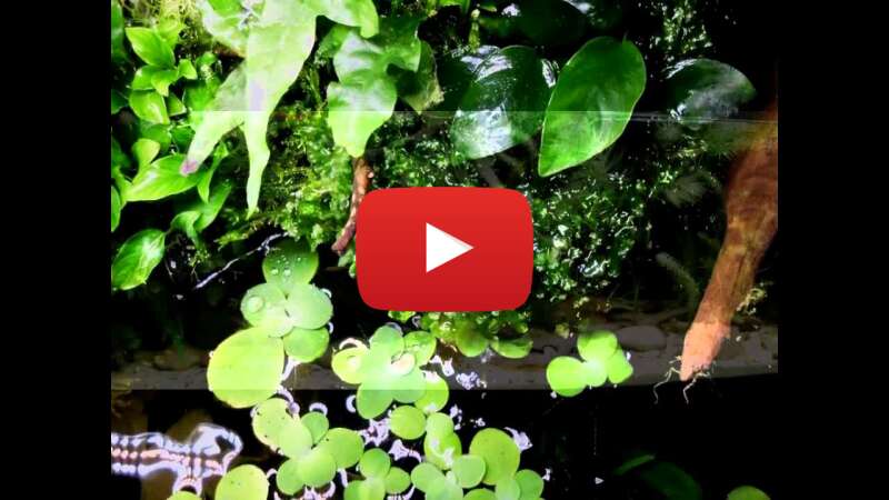 Video l4uuwZl7Kn4 abspielen