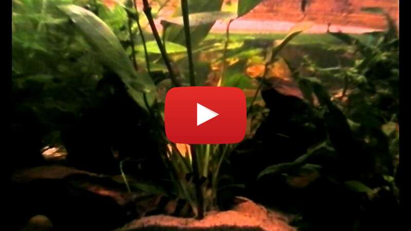 Video l5XY6et8wTY abspielen