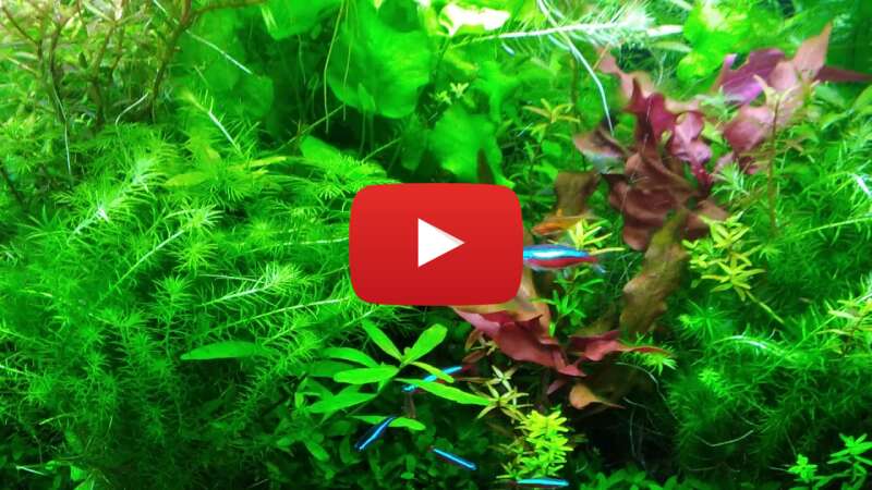 Video l5zXEHxguFE abspielen