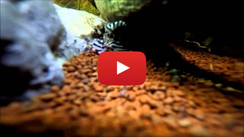 Video l74sh7YoSho abspielen