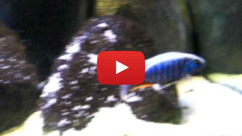 Video lFZZyyL5lzk abspielen