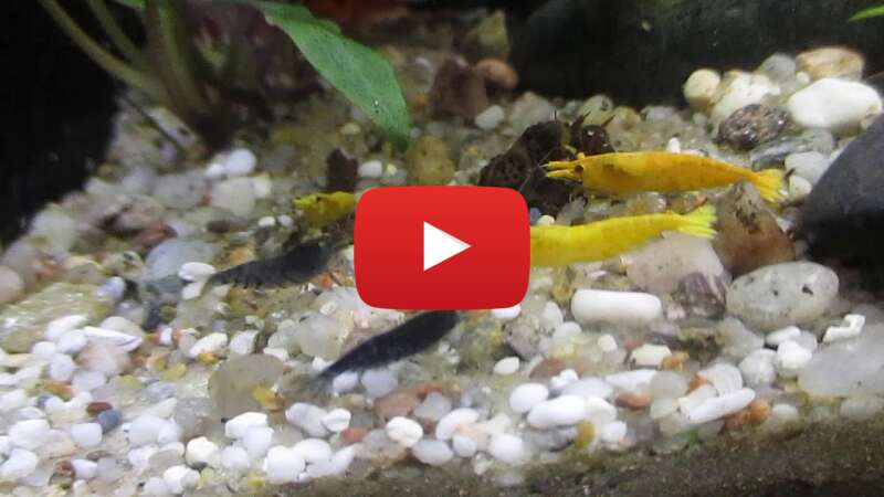 Video lFvkwNVJGMU abspielen