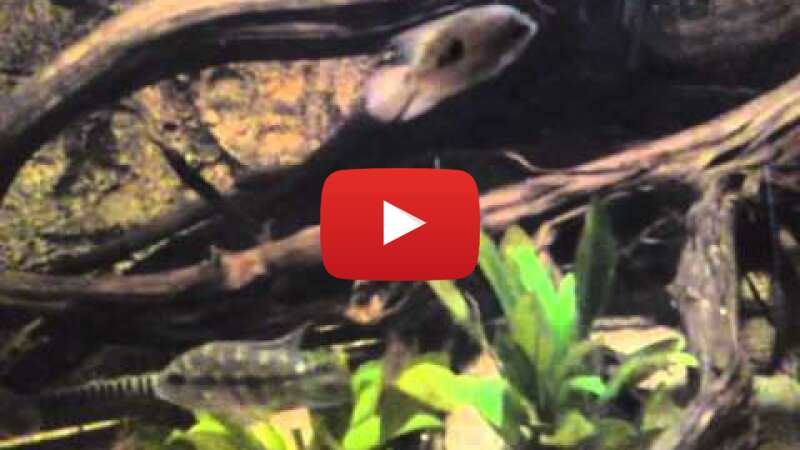 Video lGFBXEgys1g abspielen