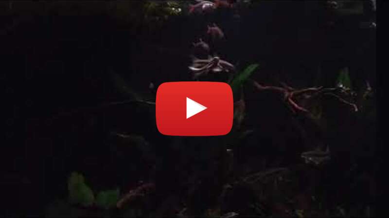 Video lOCmbasdE3k abspielen