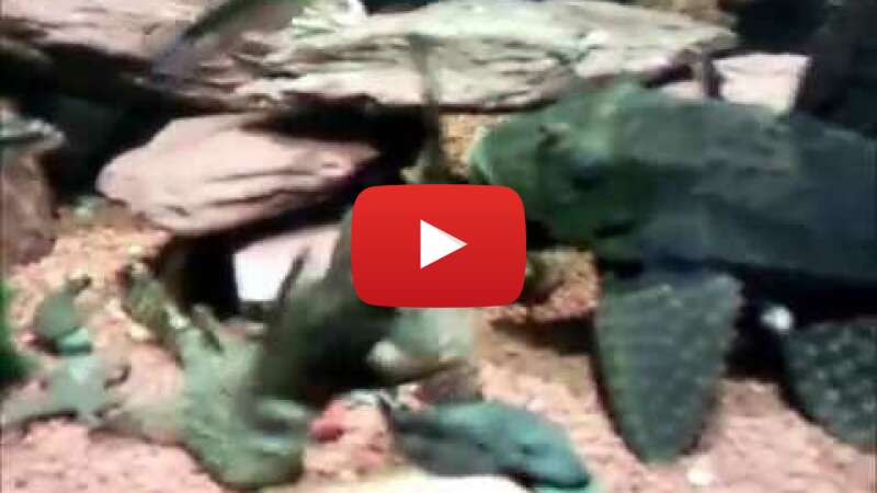 Video lQ7TdqON2i0 abspielen