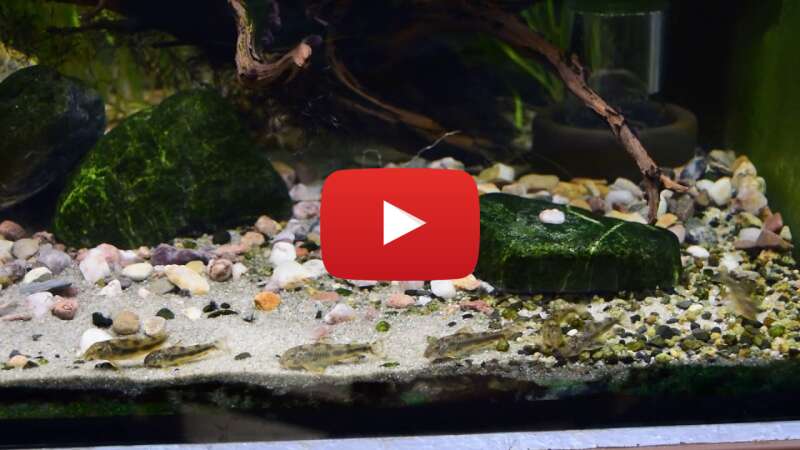 Video lQX4BQg9e98 abspielen