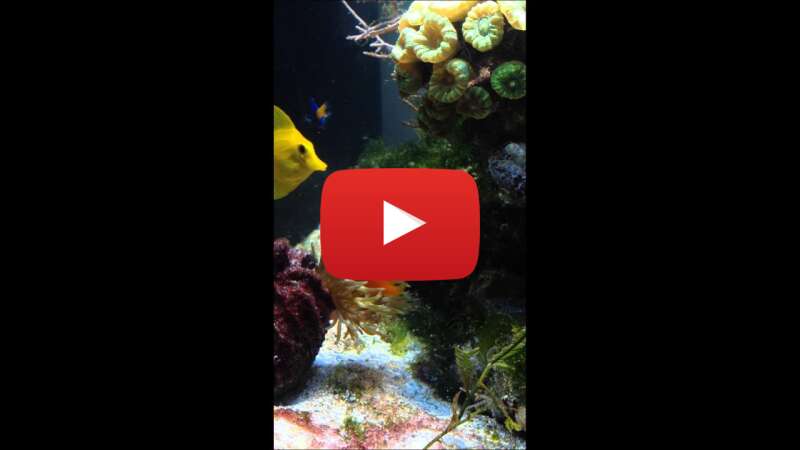 Video lSMvkungWig abspielen