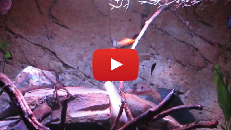 Video lT1uXy_CTkQ abspielen