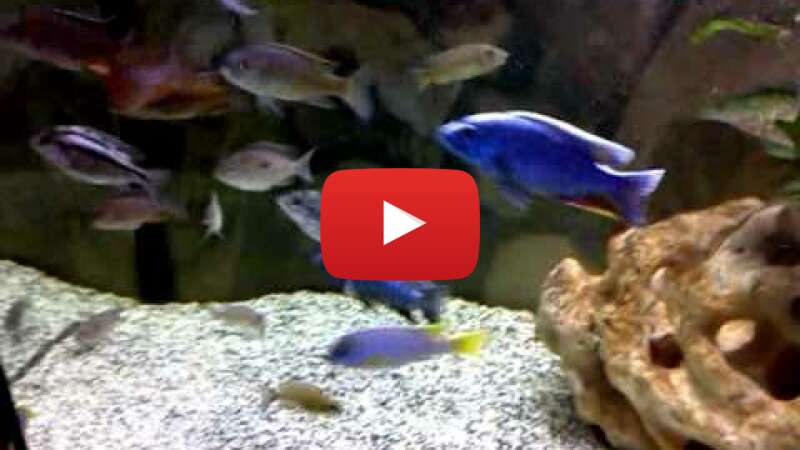 Video lTxdqIoAJoM abspielen