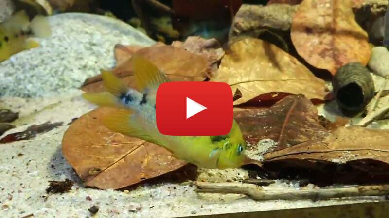 Video lXQJIte9kKI abspielen