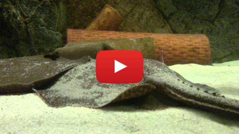 Video lXeXoWFB8qE abspielen