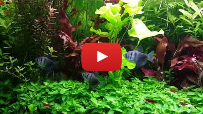 Video lZR97s9KyTQ abspielen