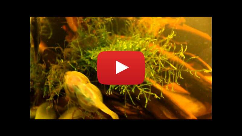 Video ldT4pNuNG6A abspielen