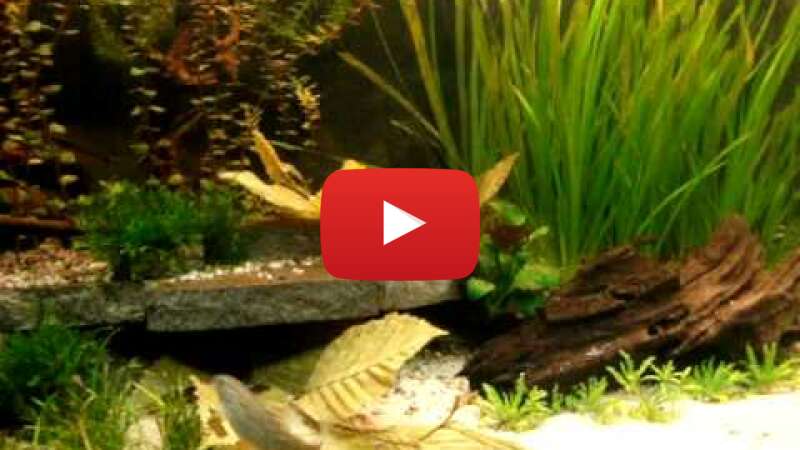 Video lfVGdGExhs4 abspielen