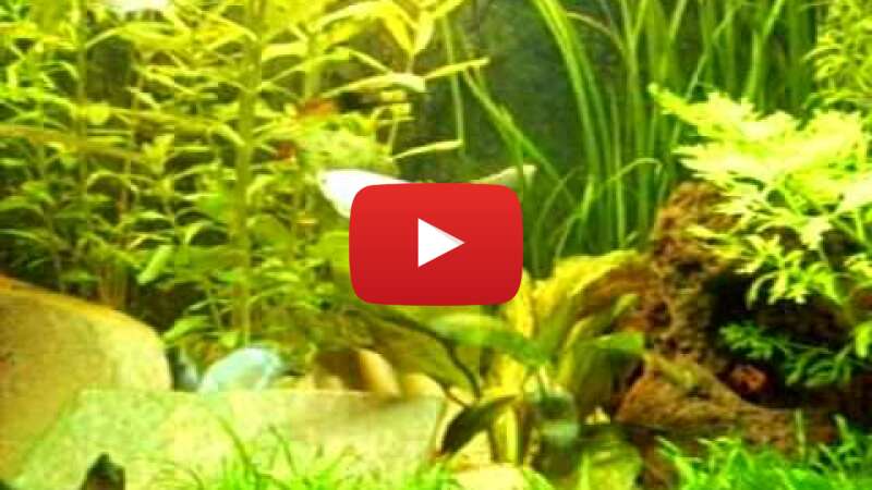 Video lfy2yl6qiOE abspielen