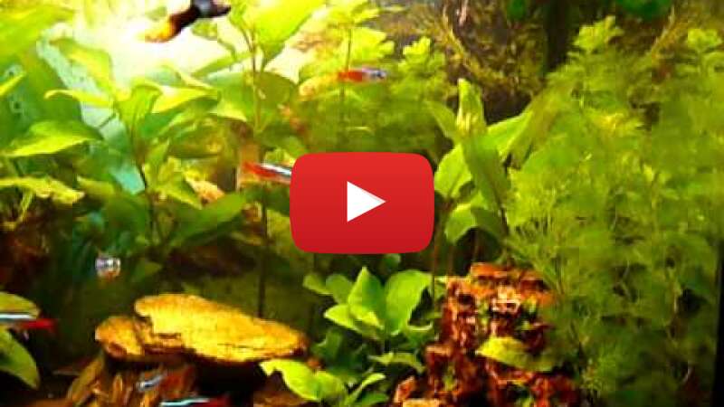 Video lgyZiTZjjkE abspielen