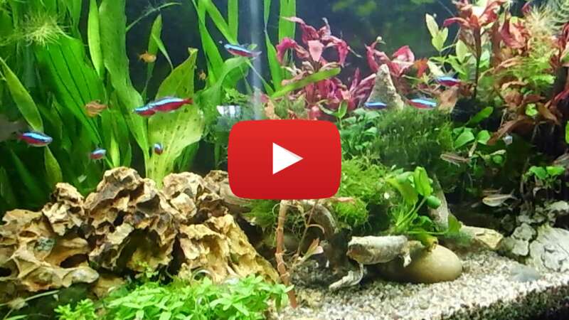 Video lje-mAyiCE4 abspielen