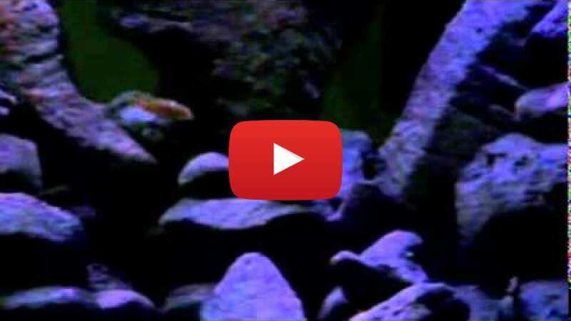 Video lkzAV7VCCRI abspielen