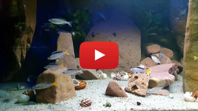 Video lmIEr_irGP8 abspielen