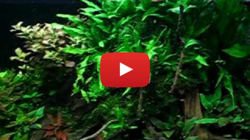 Video lmmNljT_dUc abspielen