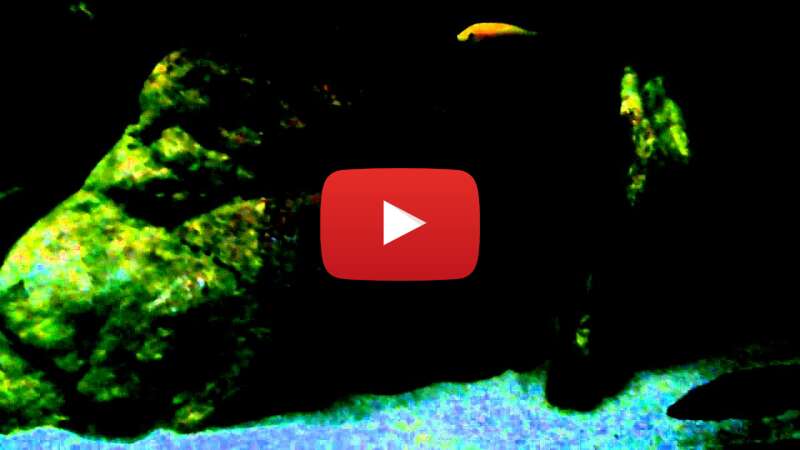 Video lrLGqS0fDRk abspielen