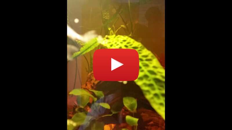 Video lrZW9GRjL04 abspielen