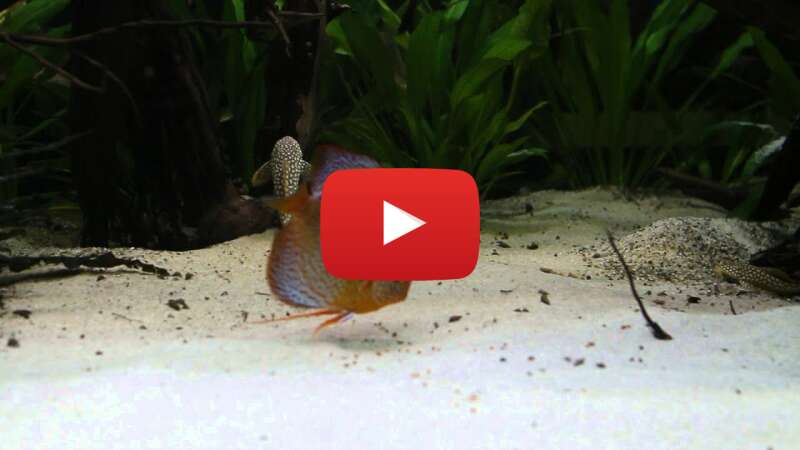 Video ltnBPGDm6Uo abspielen