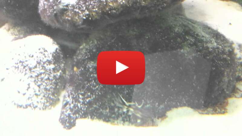 Video luIPi9g-7RA abspielen