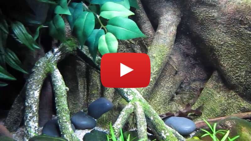 Video lylllkmSWis abspielen