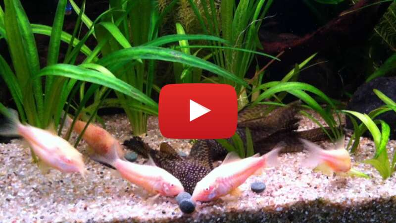 Video lytwofXSaEg abspielen