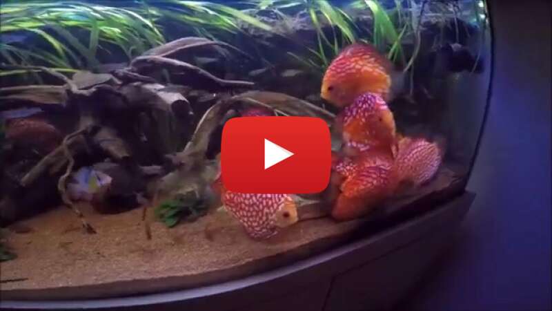 Video lzBs5EPq7WM abspielen