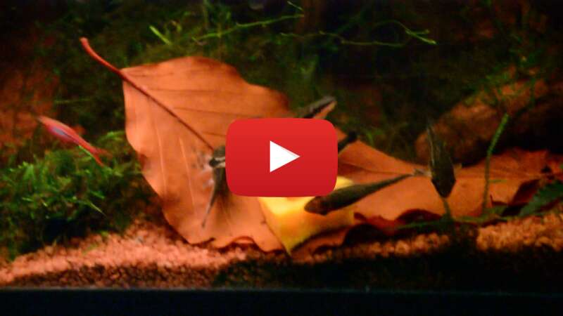 Video m1DHdzF5CxY abspielen