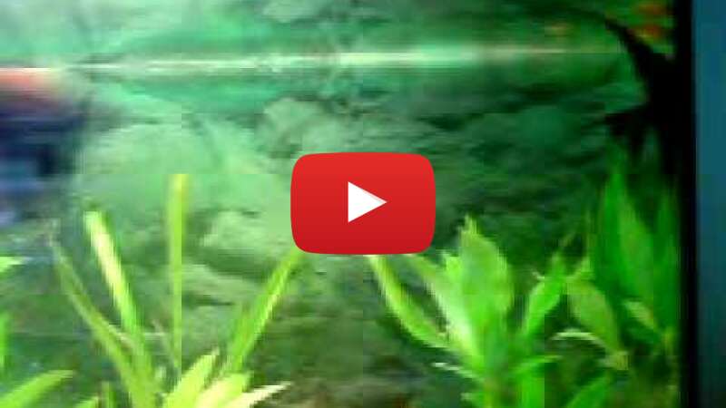 Video m1YHVS2WDak abspielen