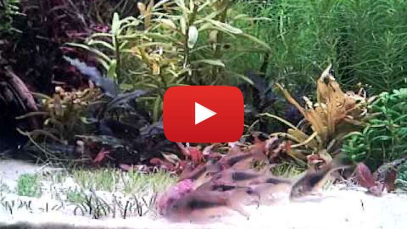 Video m4kZWILJxFI abspielen