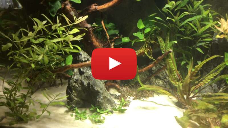 Video mBcfboW-wa0 abspielen