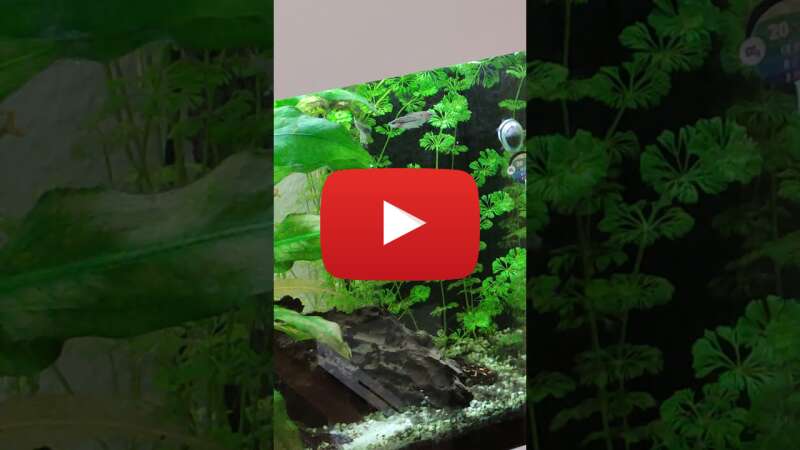 Video mD3KpNKaXtM abspielen