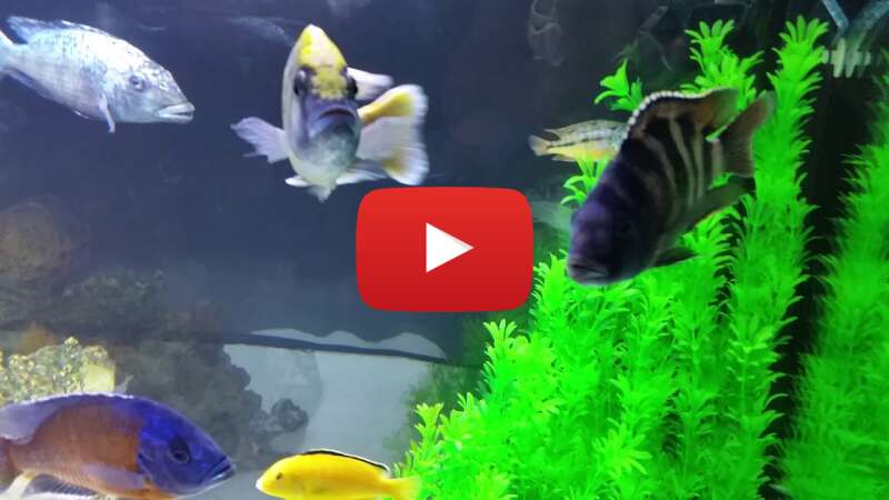 Video mEmaf2_-kTI abspielen