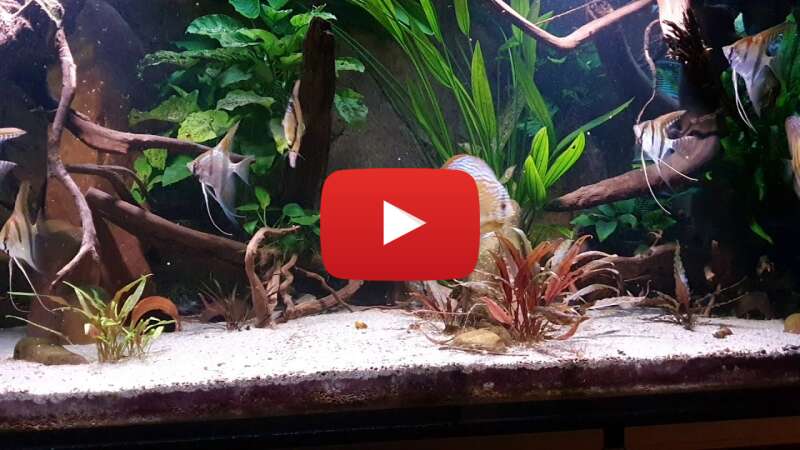 Video mGfHeQGoqC8 abspielen