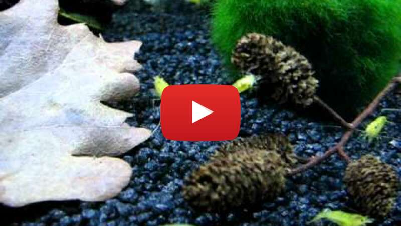 Video mHXaBAmFNS0 abspielen